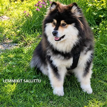 Kolin Aamuranta Villa Kolinkylä